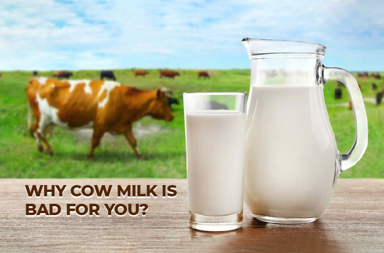 Why cow milk is bad for you 